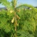 田菁种子青林果园固氮护坡绿肥籽青饲料牧草植物