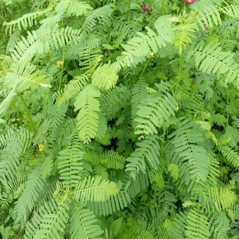 田菁种子青林果园固氮护坡绿肥籽青饲料牧草植物
