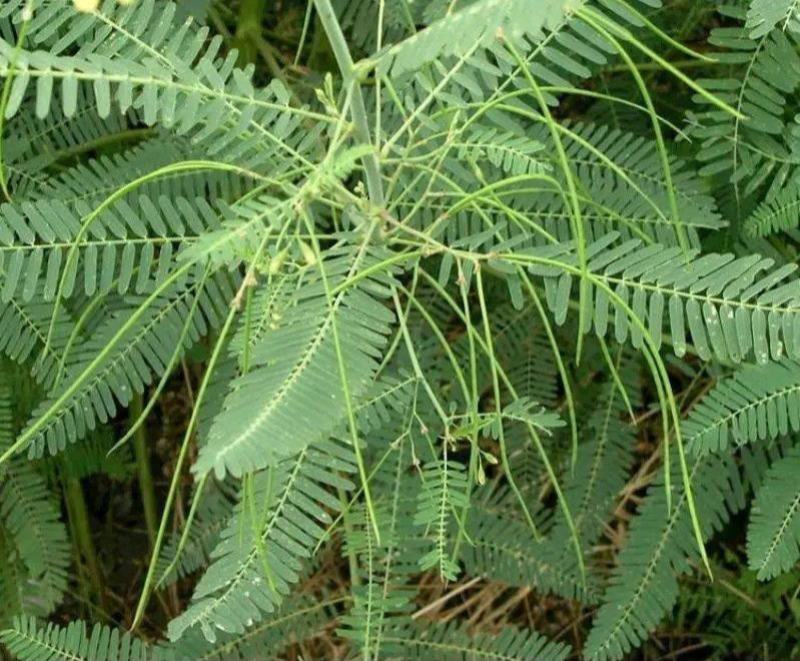 田菁种子青林果园固氮护坡绿肥籽青饲料牧草植物