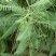 田菁种子青林果园固氮护坡绿肥籽青饲料牧草植物