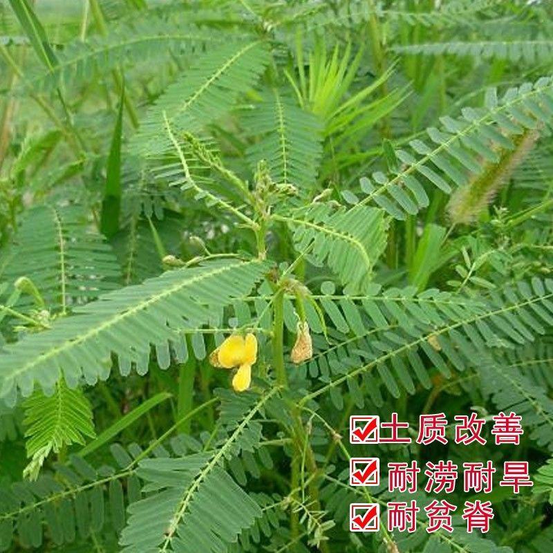 田菁种子青林果园固氮护坡绿肥籽青饲料牧草植物
