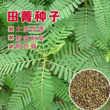 田菁种子青林果园固氮护坡绿肥籽青饲料牧草植物