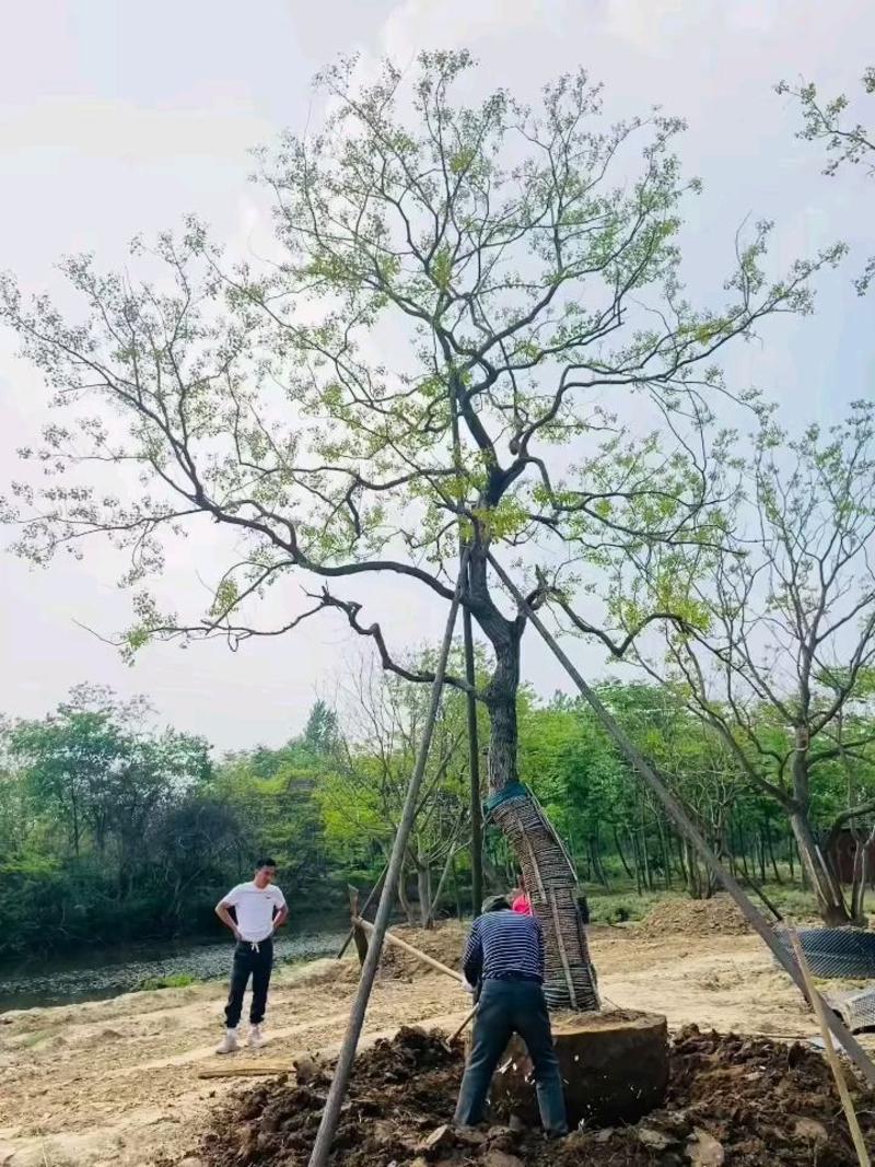 江苏句容精品弯杆造型朴树低价全国供应基地