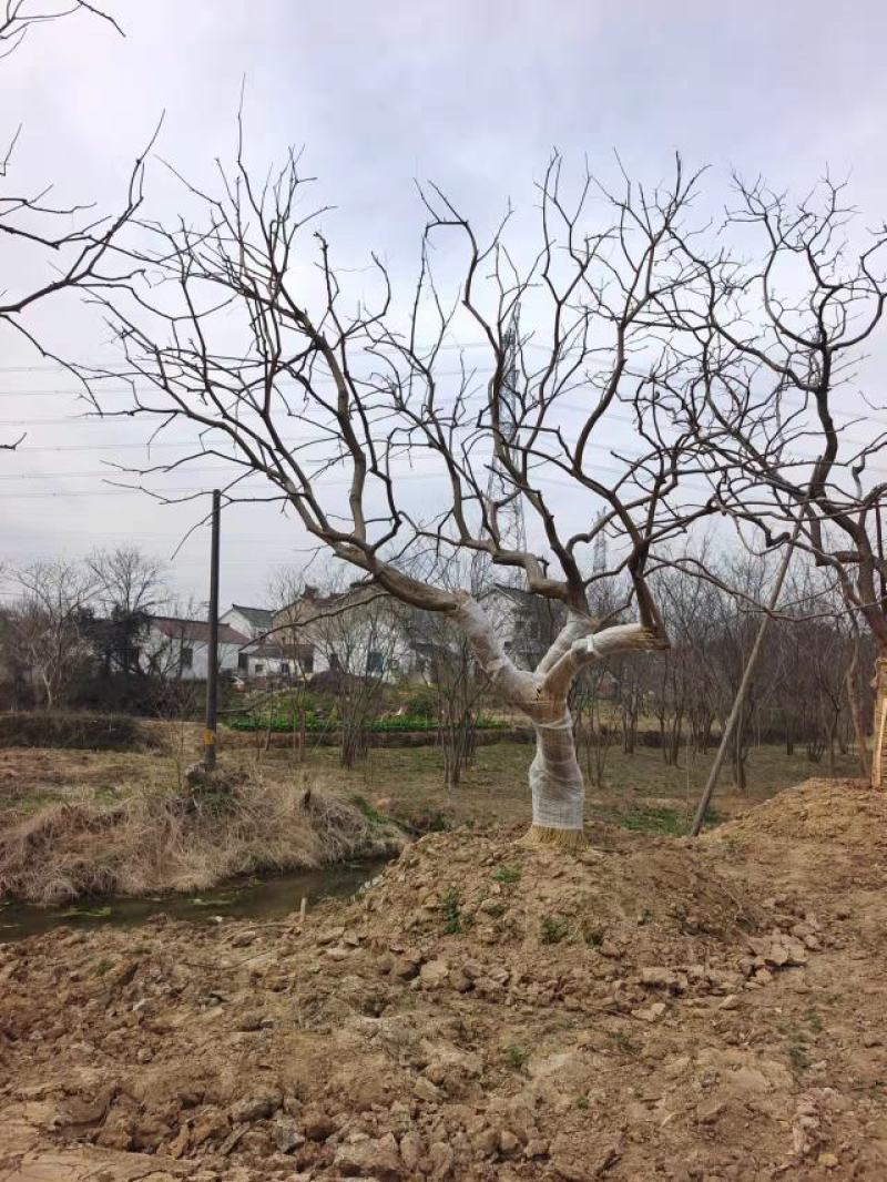江苏句容精品弯杆造型乌桕（小苗）全国低价供应基地