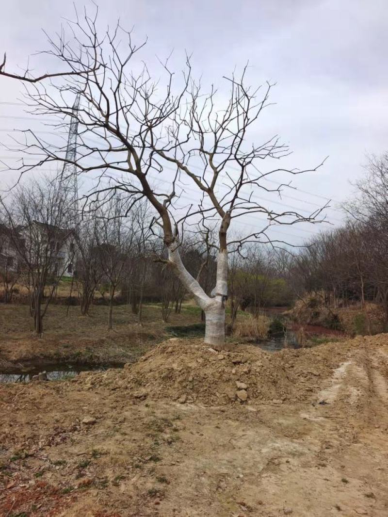 江苏句容精品弯杆造型乌桕（小苗）全国低价供应基地