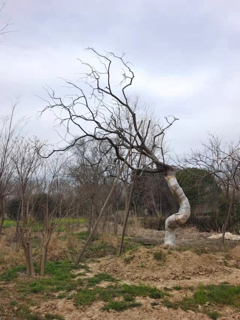 江苏句容精品弯杆造型乌桕（小苗）全国低价供应基地