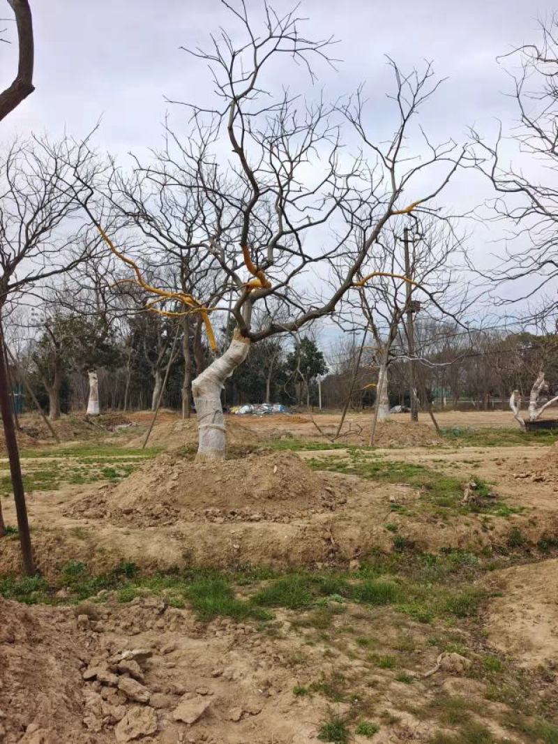 江苏句容精品弯杆造型乌桕（小苗）全国低价供应基地