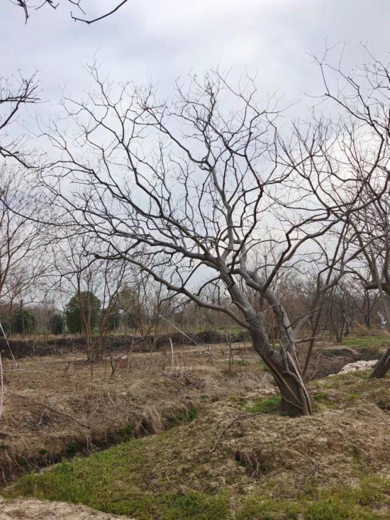 江苏句容精品弯杆造型乌桕（小苗）全国低价供应基地