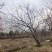江苏句容精品弯杆造型乌桕（小苗）全国低价供应基地