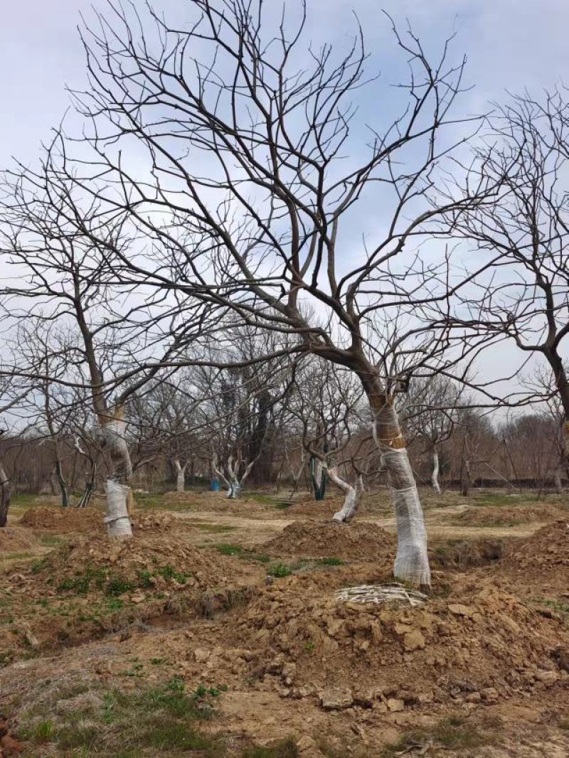 江苏句容精品弯杆造型乌桕（小苗）全国低价供应基地