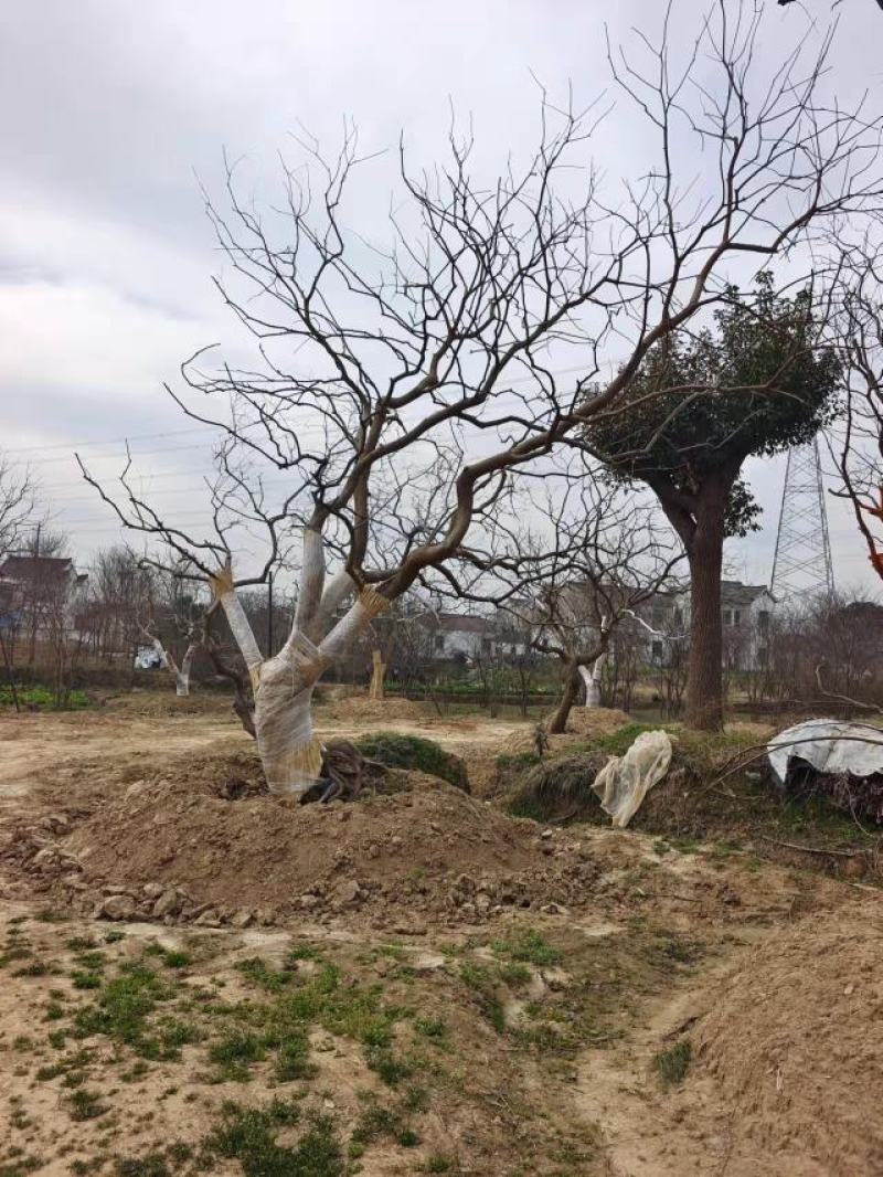 江苏句容精品弯杆造型乌桕（小苗）全国低价供应基地