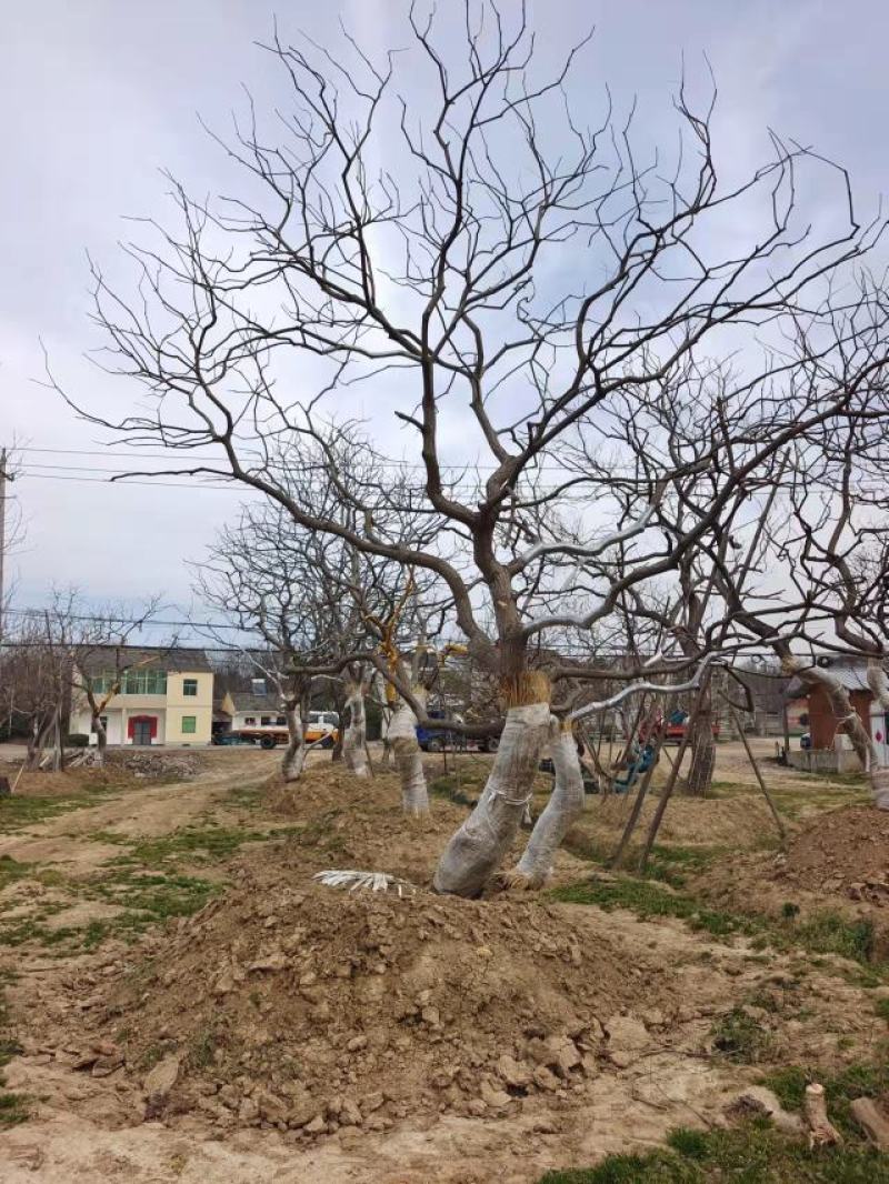 江苏句容精品弯杆造型乌桕（小苗）全国低价供应基地