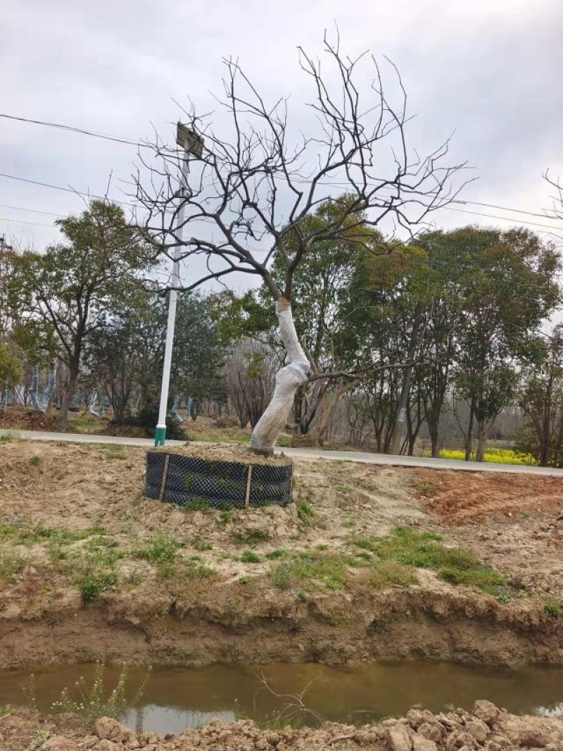江苏句容精品弯杆造型乌桕（小苗）全国低价供应基地