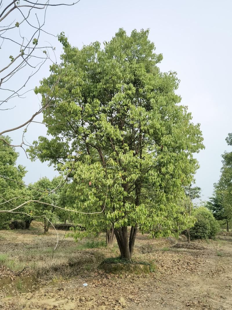 江苏句容精品丛生多杆拼栽香樟（小苗）基地低价供应