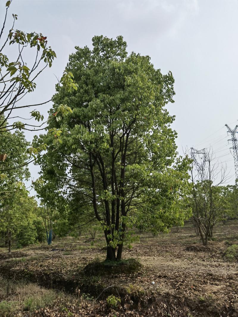 江苏句容精品丛生多杆拼栽香樟（小苗）基地低价供应