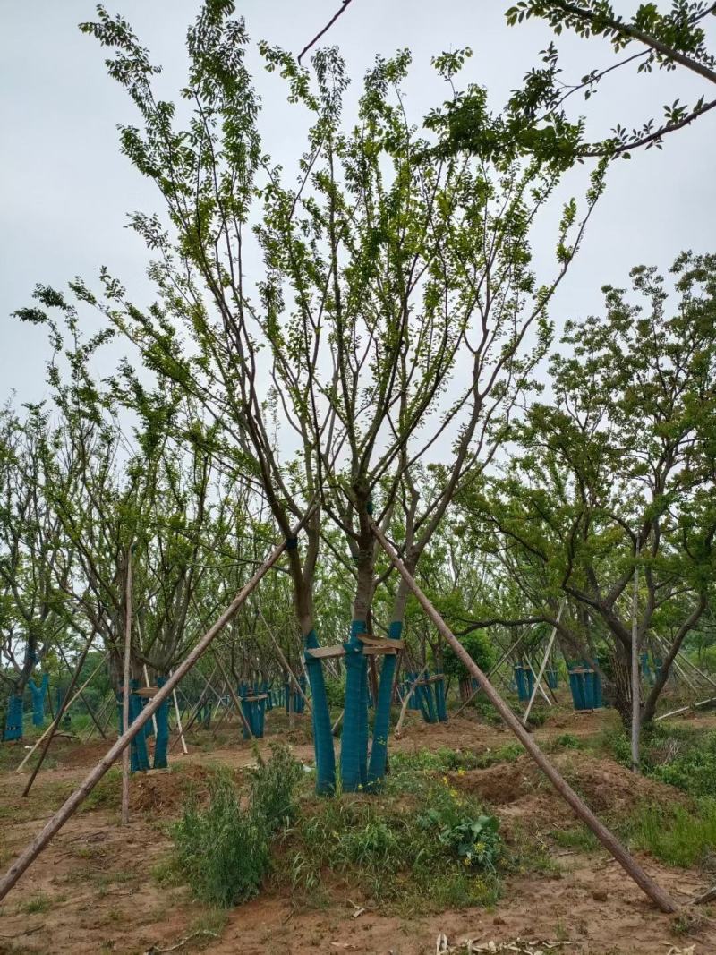 江苏句容精品造型弯杆朴树，多杆丛生拼栽朴树基地