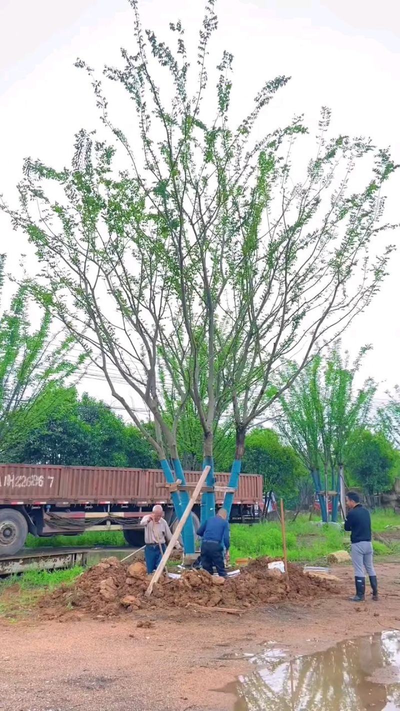 江苏句容精品造型弯杆朴树，多杆丛生拼栽朴树基地