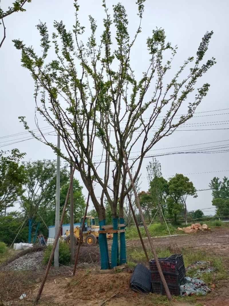 江苏句容精品造型弯杆朴树，多杆丛生拼栽朴树基地