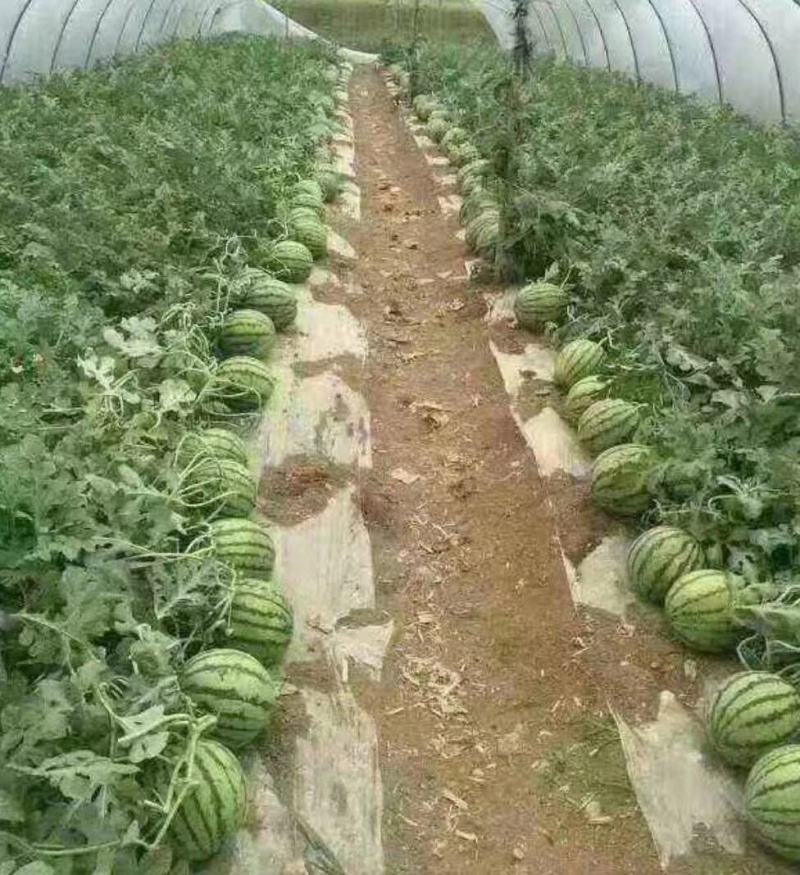 山东大棚甜王西瓜大量上市全国发货保质保量
