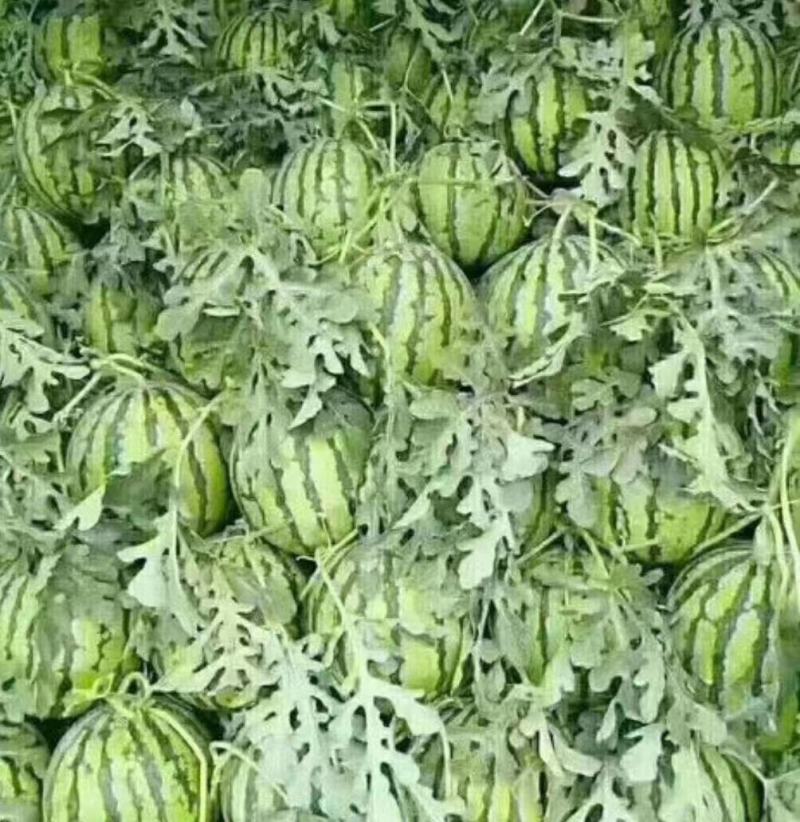 山东大棚甜王西瓜大量上市全国发货保质保量