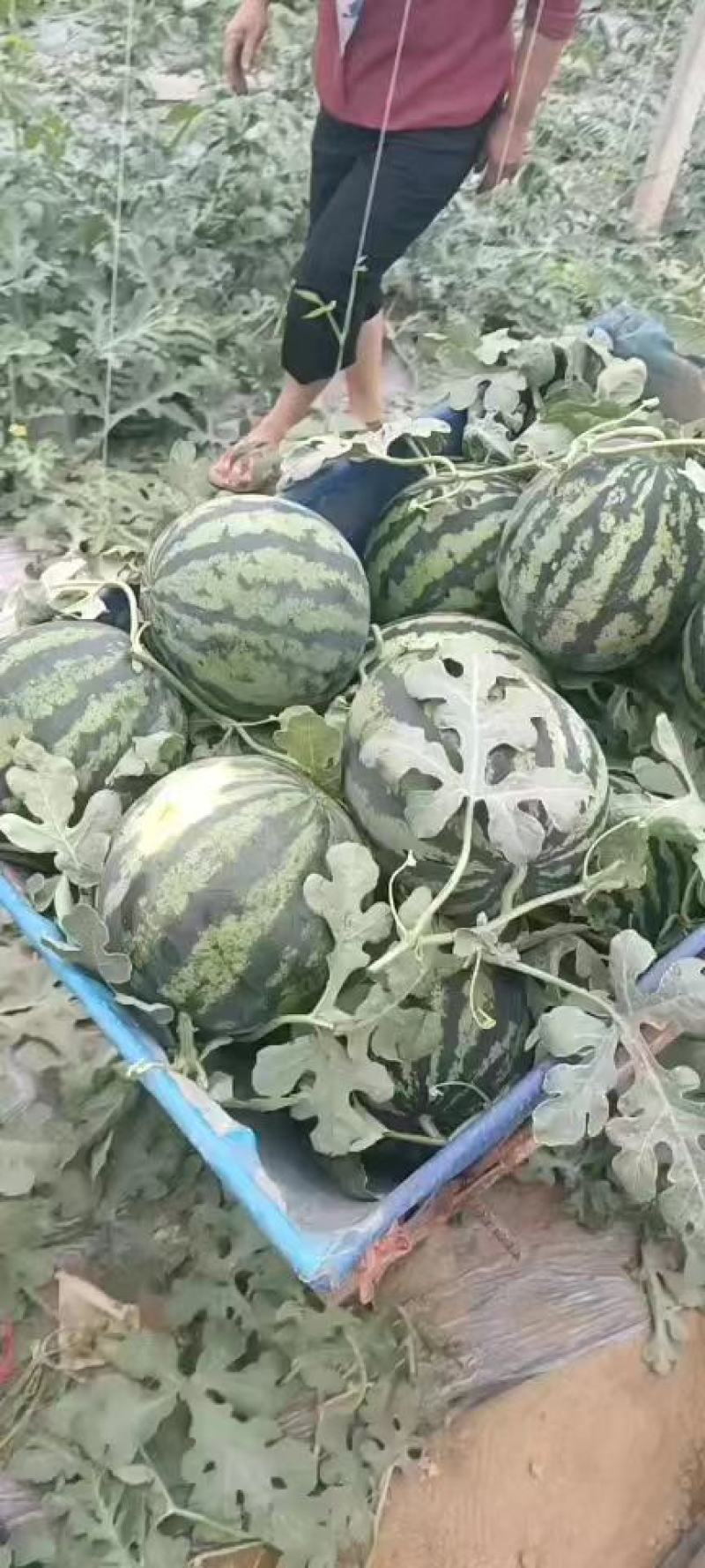 山东大棚甜王西瓜大量上市全国发货保质保量
