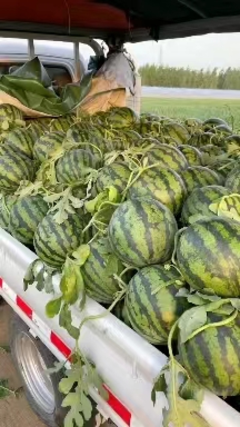 山东大棚甜王西瓜大量上市全国发货保质保量