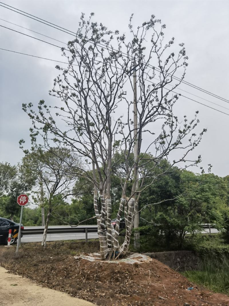 江苏句容精品丛生多杆拼栽乌桕（小苗）低价供应基地