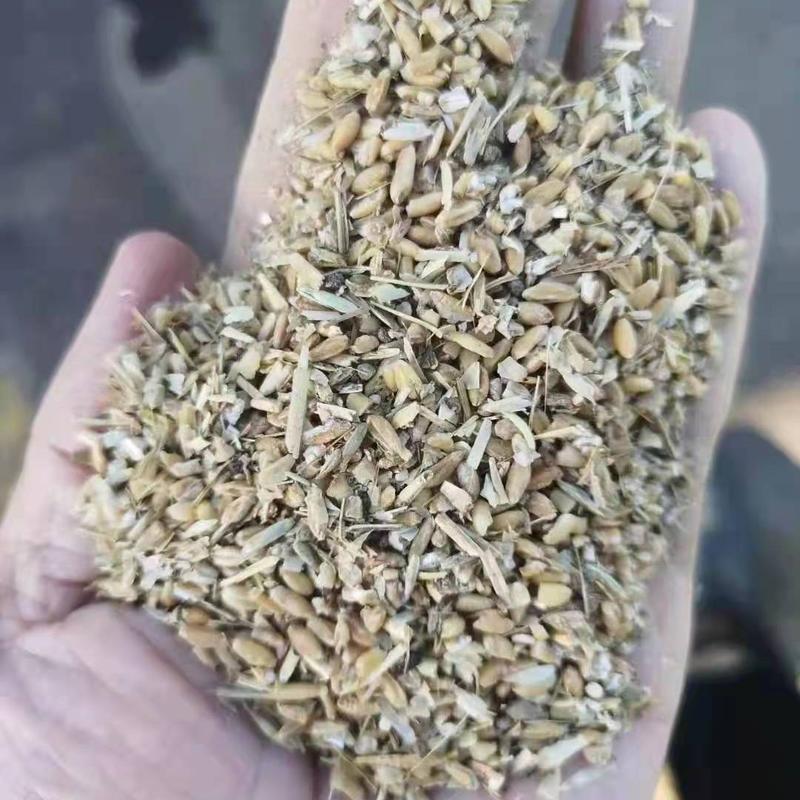 碎小麦草籽麦厂家一手货源价格优惠量大从优视频看货质量保障