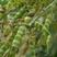 木豆种子常绿灌木园林绿化食用饲料草籽多年生耐旱耐寒观赏