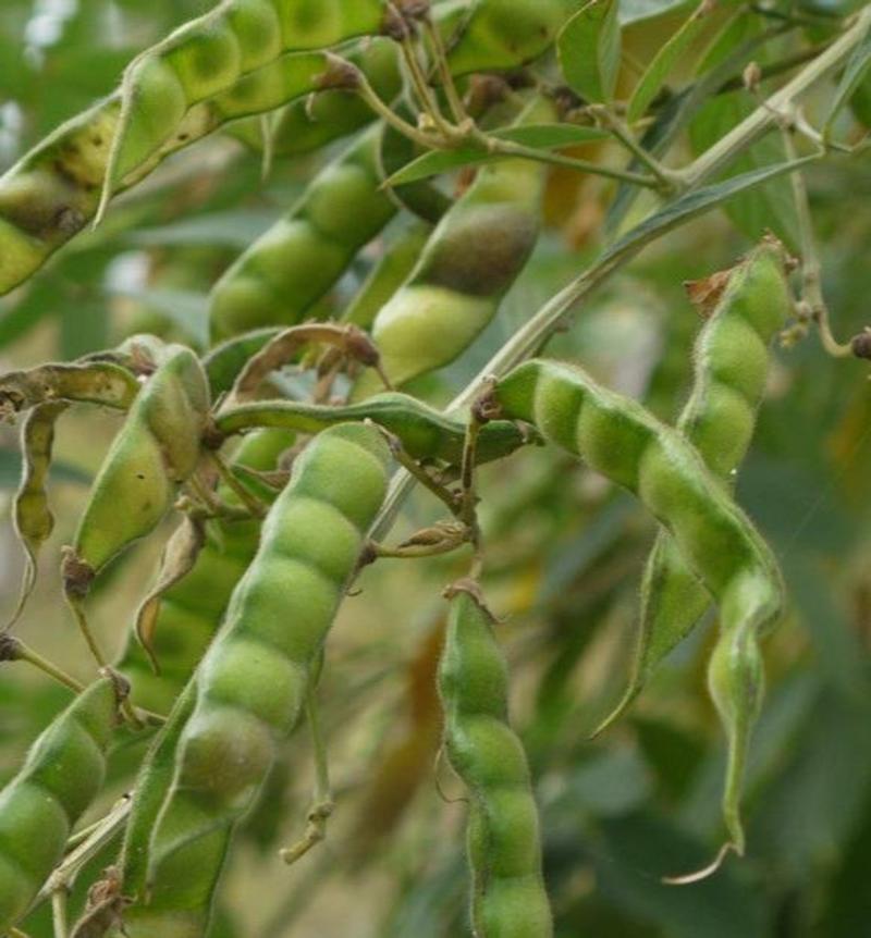 木豆种子常绿灌木园林绿化食用饲料草籽多年生耐旱耐寒观赏
