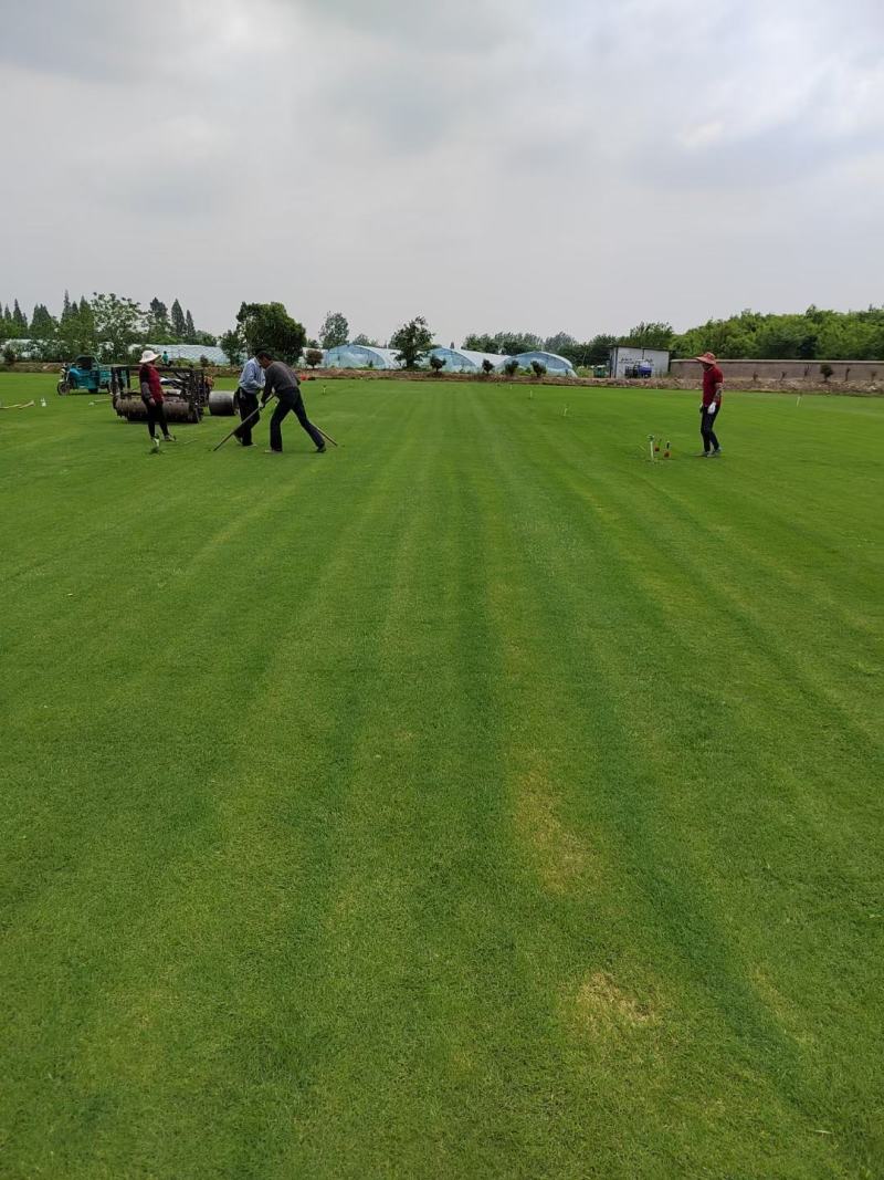 矮生百慕大草坪，天堂草，狗牙根，果岭草低价供应基地