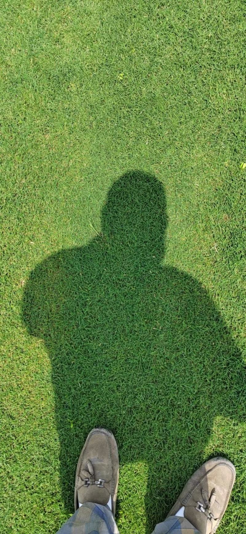 矮生百慕大草坪，天堂草，狗牙根，果岭草低价供应基地