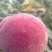 恩施利川柏杨原生态种植奇星雪桃
