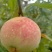 恩施利川柏杨原生态种植奇星雪桃