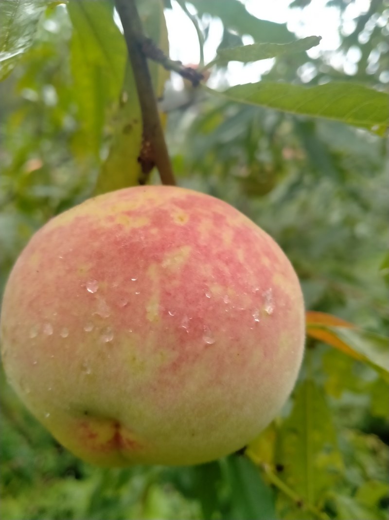 恩施利川柏杨原生态种植奇星雪桃