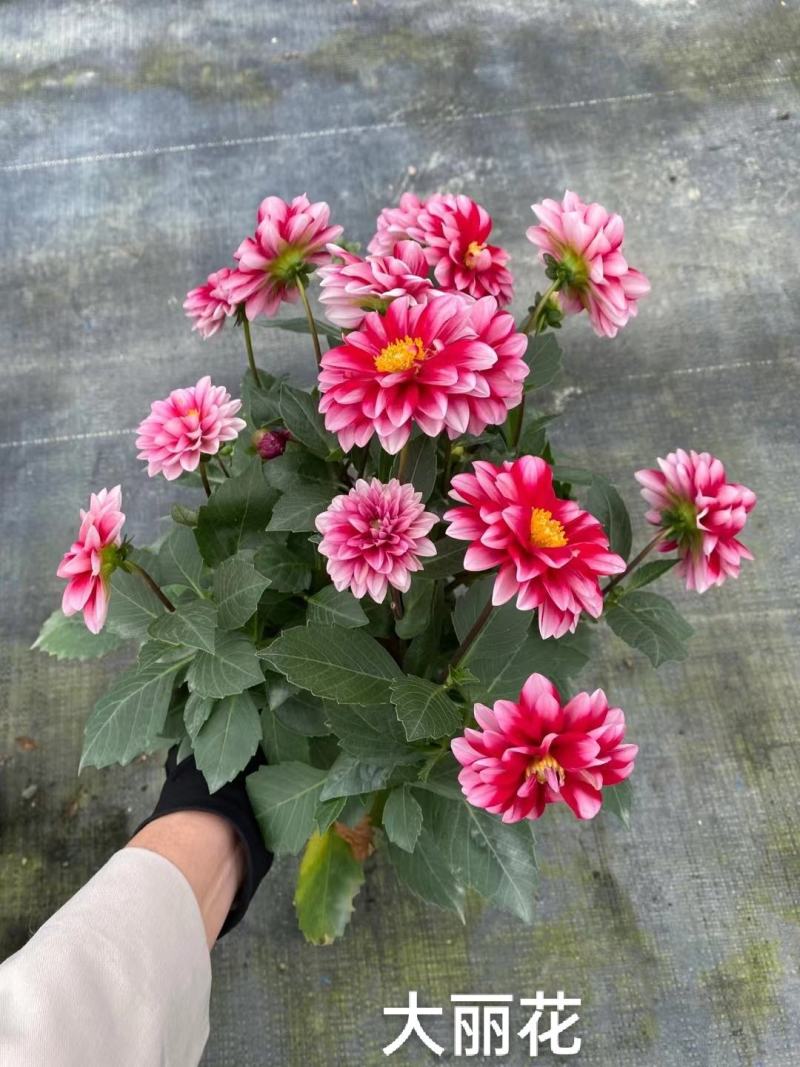 大丽花，彩色一箱20装，7元一盆实拍，基地直发，混色发货
