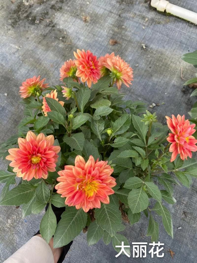 大丽花，彩色一箱20装，7元一盆实拍，基地直发，混色发货