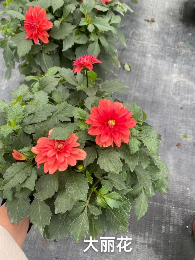 大丽花，彩色一箱20装，7元一盆实拍，基地直发，混色发货