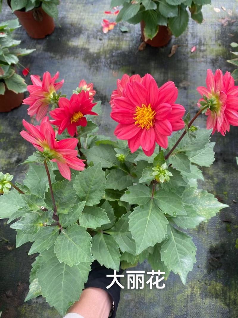 大丽花，彩色一箱20装，7元一盆实拍，基地直发，混色发货