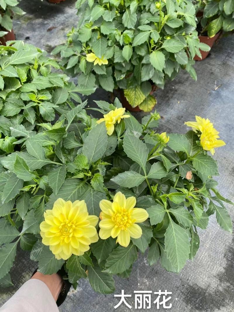 大丽花，彩色一箱20装，7元一盆实拍，基地直发，混色发货