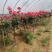 高杆月季2～3-4-5～6-7-8公分大棚直销无中介
