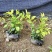 黄金叶福建漳浦黄金叶自家苗圃种植提供大小规格齐全