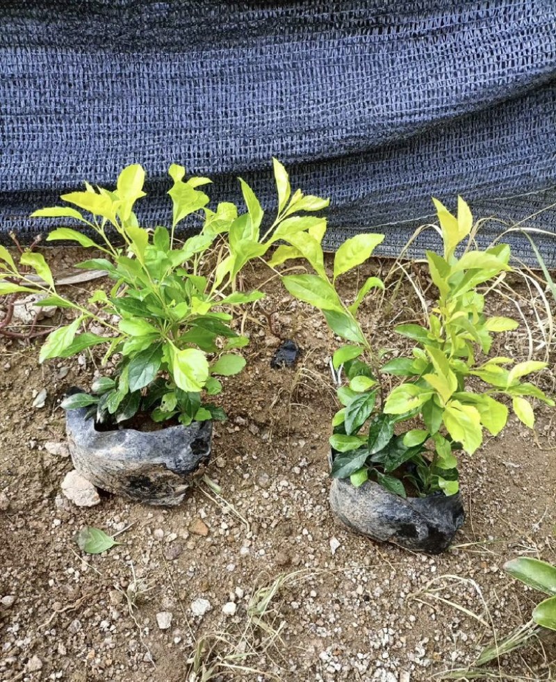 黄金叶福建漳浦黄金叶自家苗圃种植提供大小规格齐全