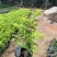 黄金叶福建漳浦黄金叶自家苗圃种植提供大小规格齐全