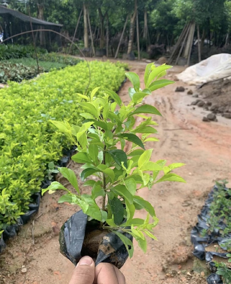 黄金叶福建漳浦黄金叶自家苗圃种植提供大小规格齐全