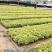 黄金叶福建漳浦黄金叶自家苗圃种植提供大小规格齐全