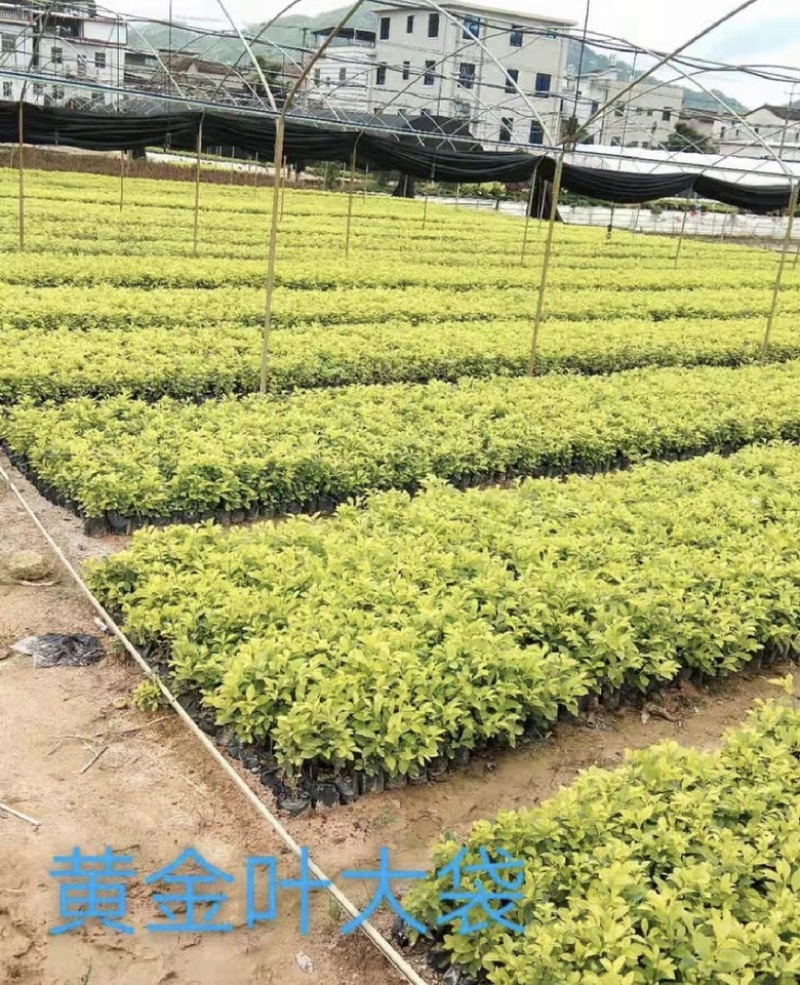 黄金叶福建漳浦黄金叶自家苗圃种植提供大小规格齐全