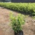 黄金叶福建漳浦黄金叶自家苗圃种植提供大小规格齐全