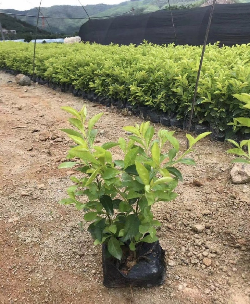 黄金叶福建漳浦黄金叶自家苗圃种植提供大小规格齐全