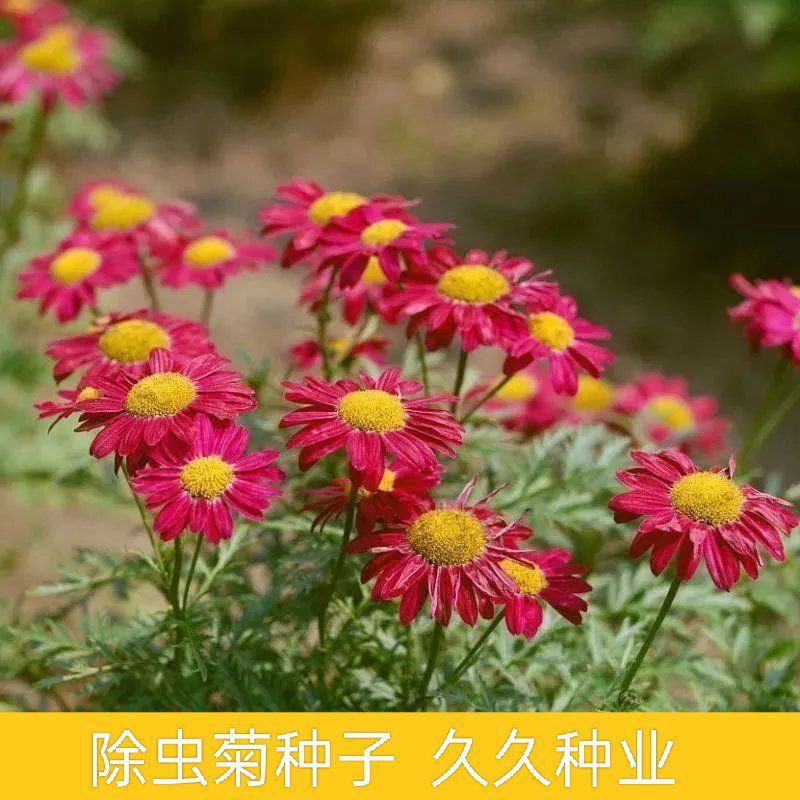除虫菊种子驱蚊草驱虫菊花种籽子多年生混色花种子四季播易活